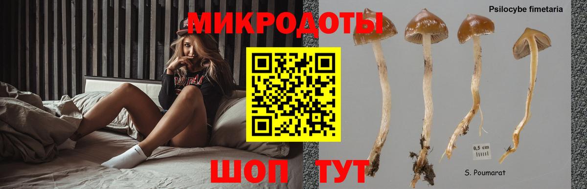Галлюциногенные грибы Psilocybine cubensis Королёв